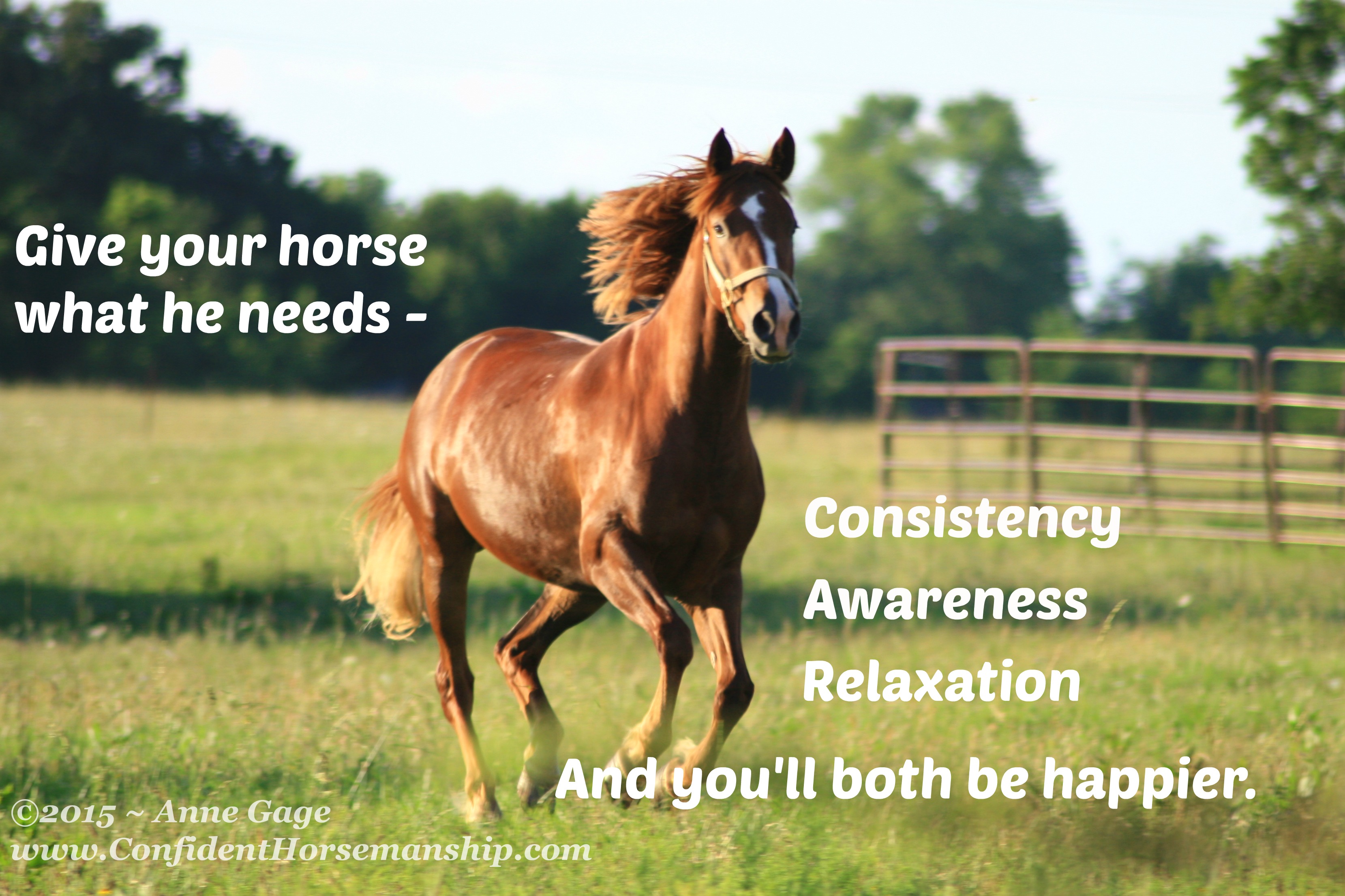 Are You Frustrated With Your Horse Or Yourself? - Anne Gage ~ Confident 