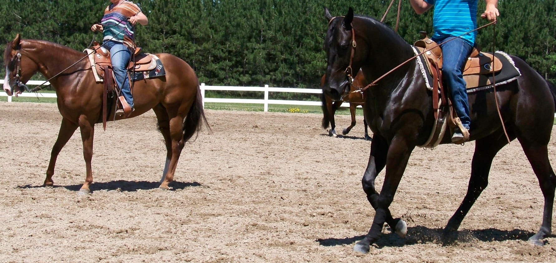 Forceful training. Riders working horses from the bridle