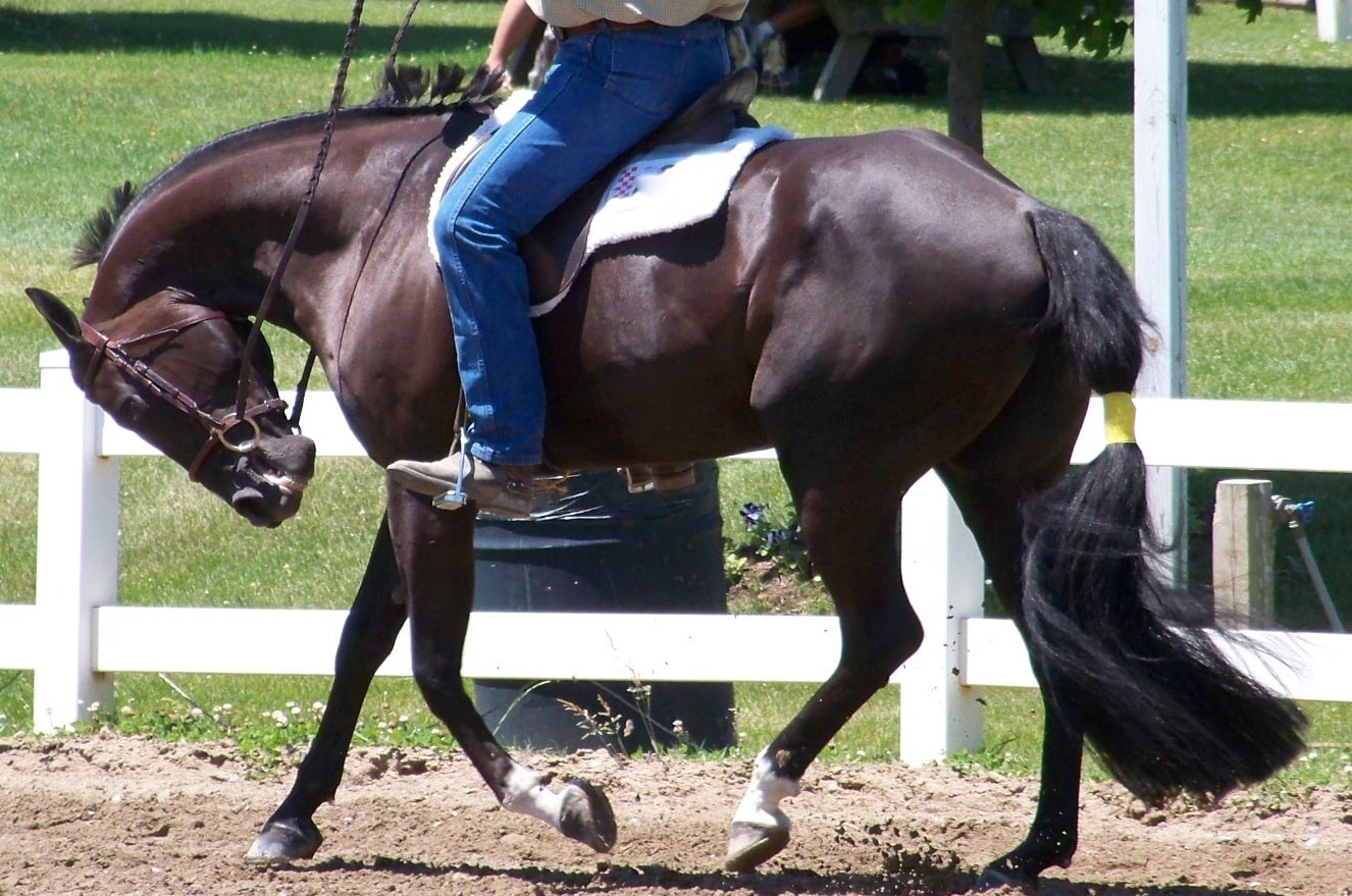 Rider using forceful training