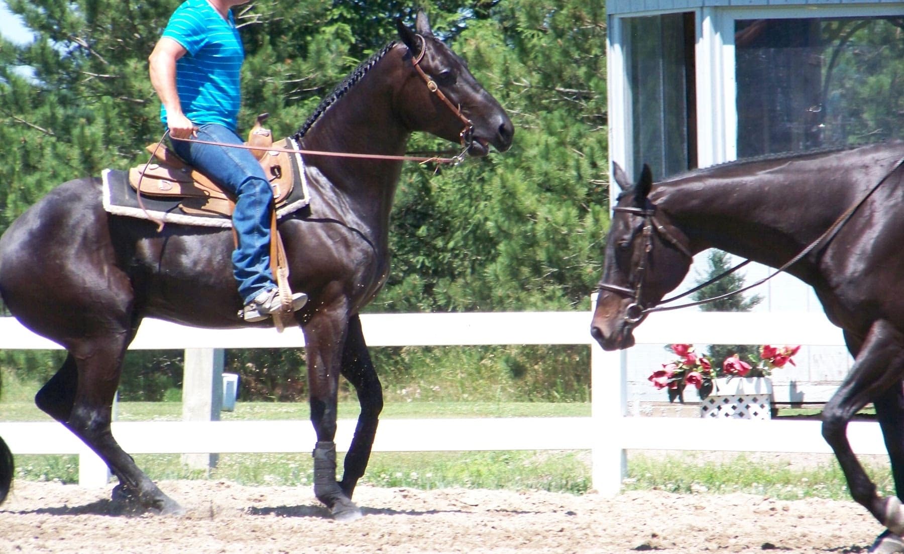 Horse being ridden off the bridle shows signs of distress while a relaxed horse on a long rein approaches