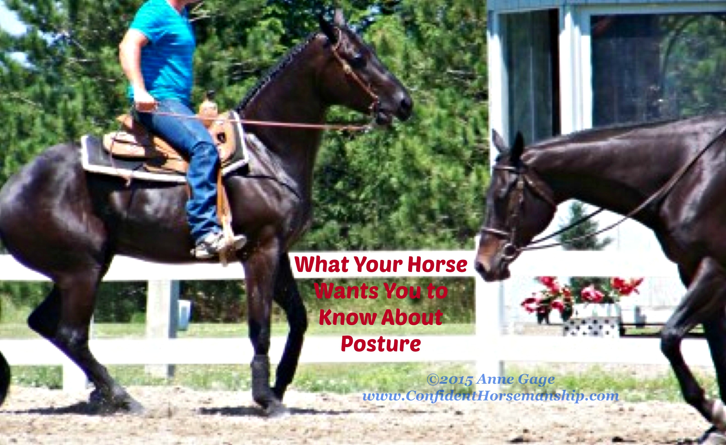 What Your Horse Wants You to Know About His Posture | Anne Gage ...