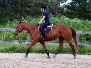 Chestnut horse being ridden at trot in level frame or posture